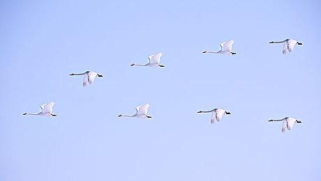 下一个《怪物猎人》游戏或在TGS 2023上公布